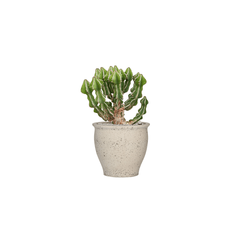 Euphorbia fortissima