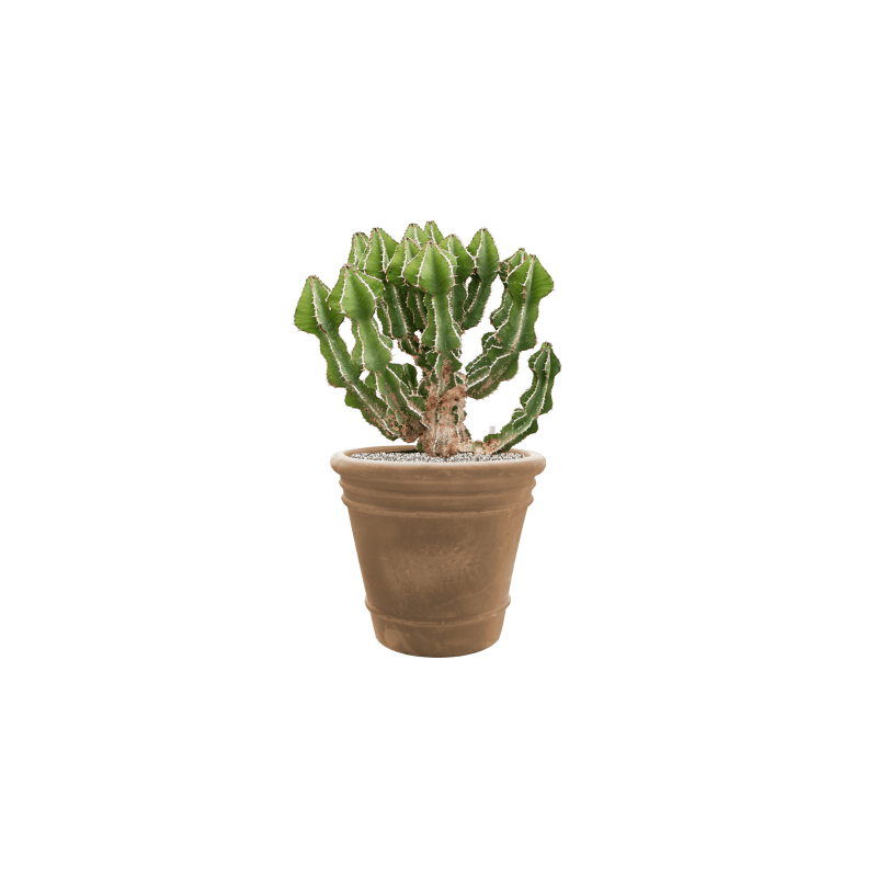 Euphorbia fortissima