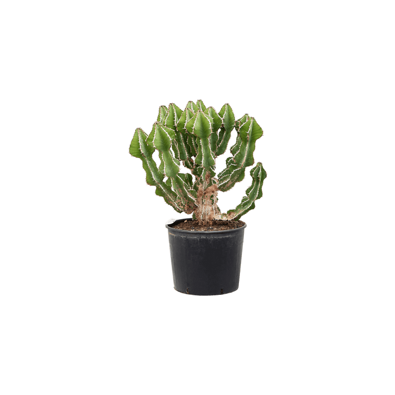 Euphorbia fortissima