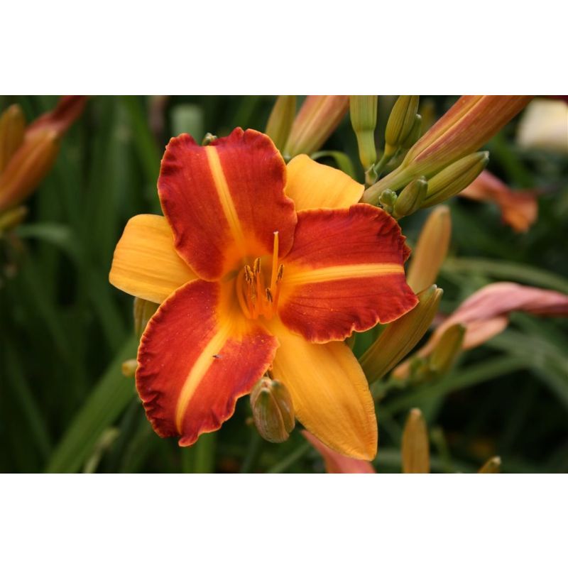 Hemerocallis Frans Hals - 6 stuks