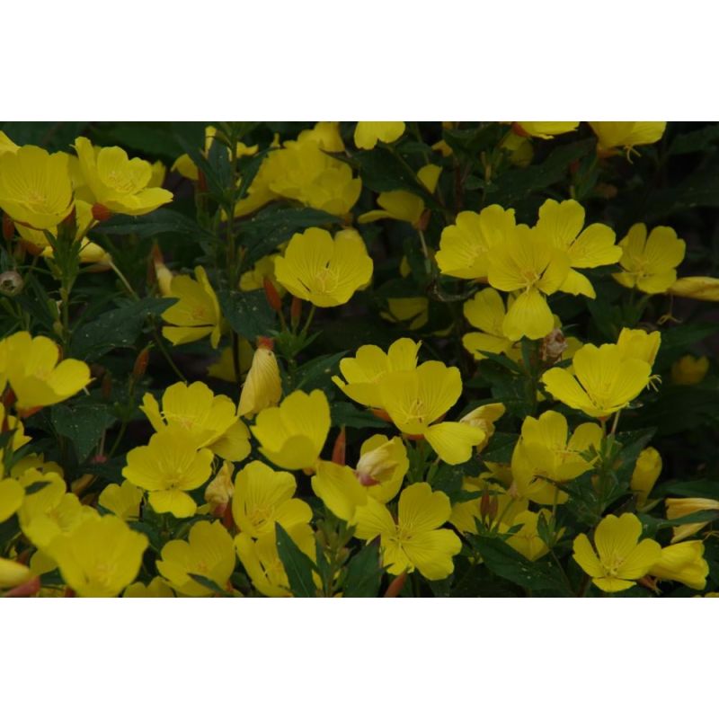 Oenothera fruticosa - 6 stuks