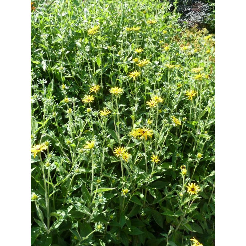 Rudbeckia fulgida deamii - 6 stuks