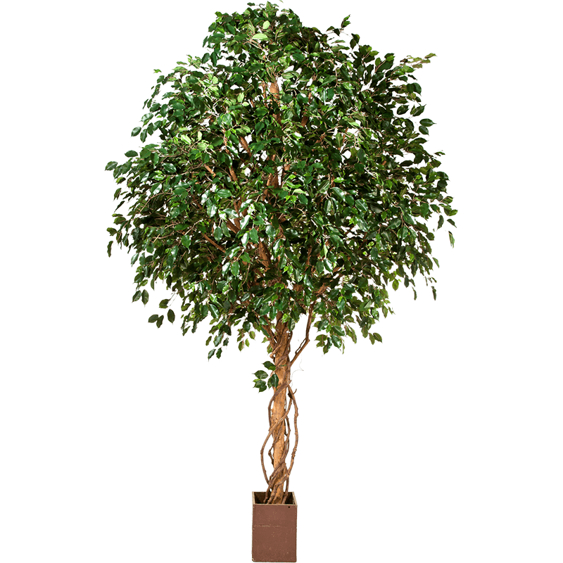 Ficus exotica op stam XXL - kunstplant