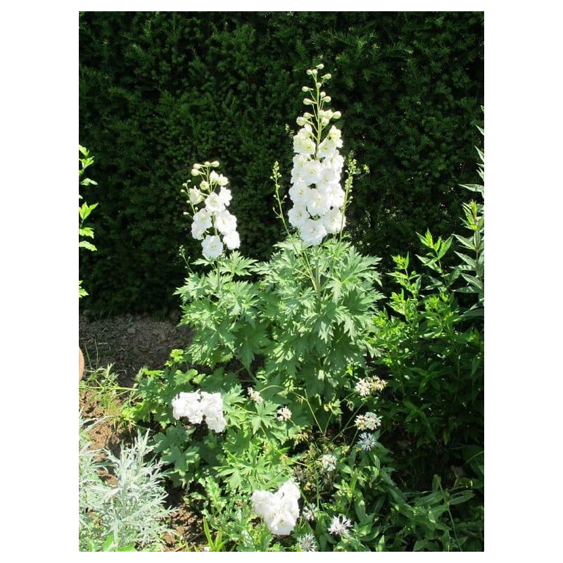 Delphinium Galahad - 6 stuks