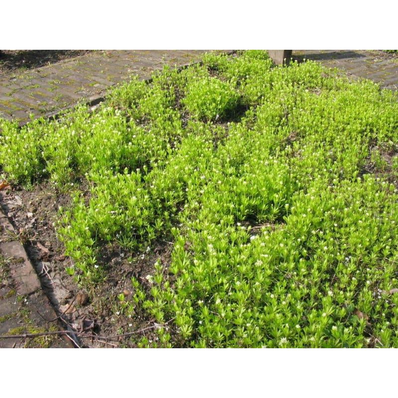 Galium odoratum - 6 stuks