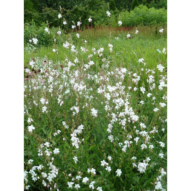 Gaura Whirling Butterflies - 6 stuks