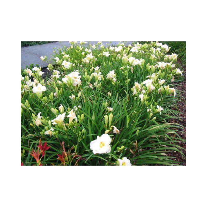 Hemerocallis Gentle Shepherd - 6 stuks