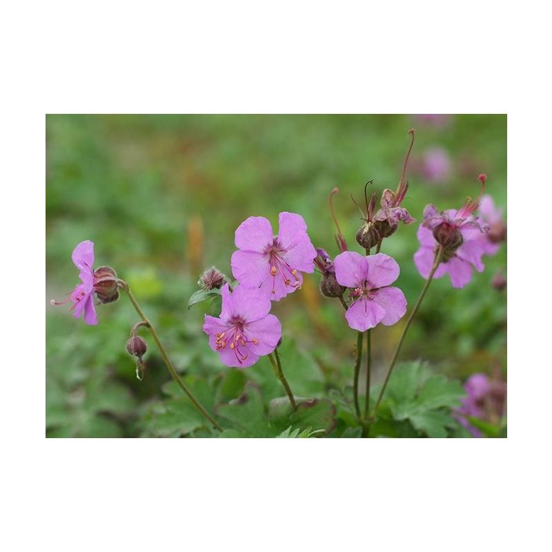 Geranium Cambridge - 6 stuks