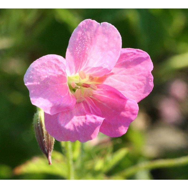 Geranium Wargrave Pink - 6 stuks