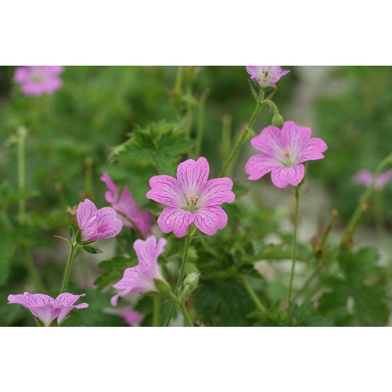 Geranium Claridge Druce - 6 stuks