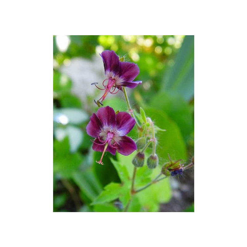 Geranium phaeum - 6 stuks