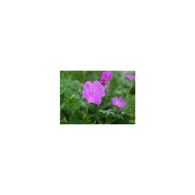 Geranium sanguineum - 6 stuks