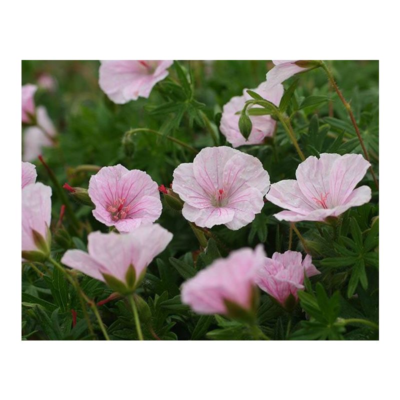 Geranium sanguineum var. striatum - 6 stuks