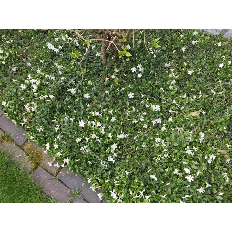 Vinca Gertrude Jekyll - 6 stuks