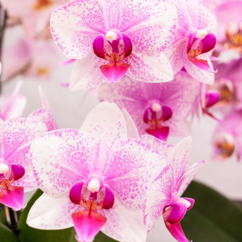 Phalaenopsis Cascade roze