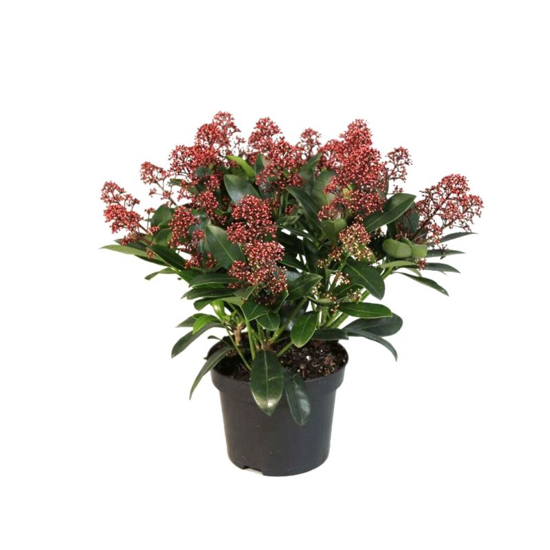 Skimmia Rubella