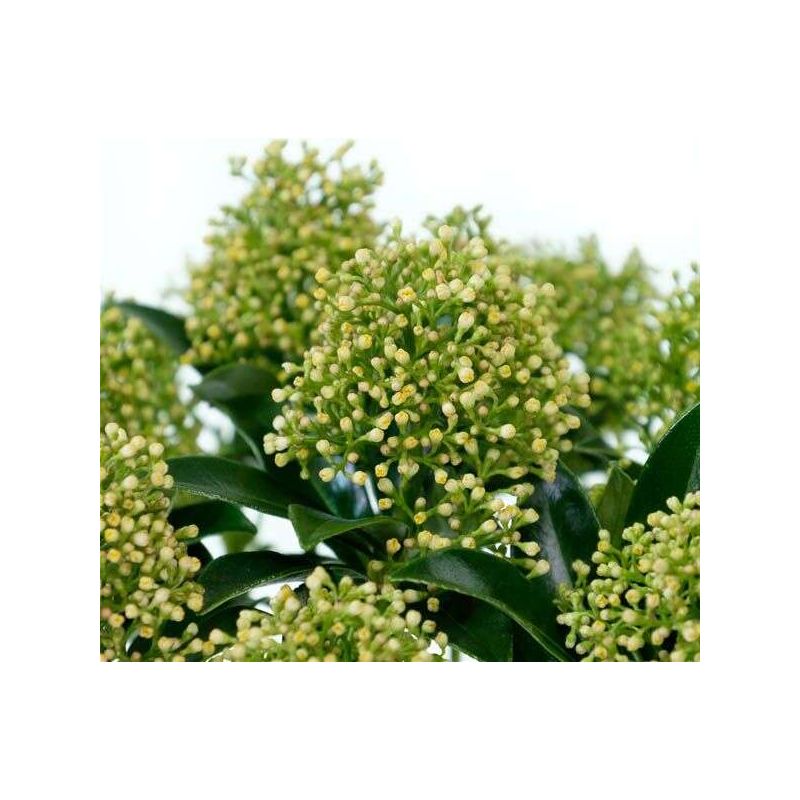 Skimmia japonica Finchy