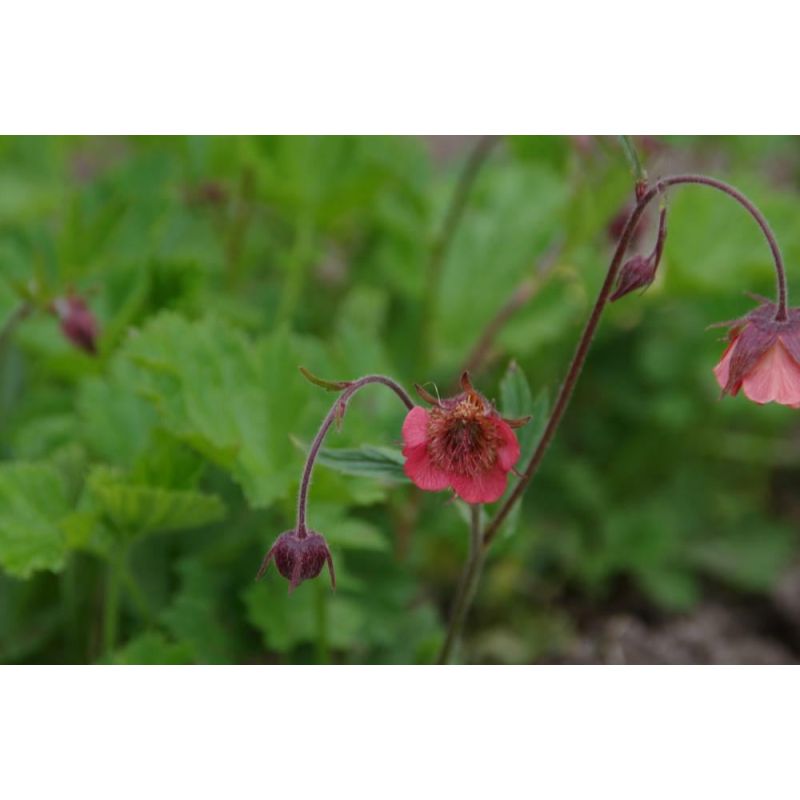 Geum Leonard's Variety - 6 stuks