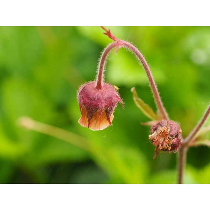 Geum rivale - 6 stuks