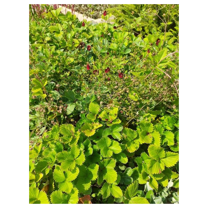 Potentilla Gibson's Scarlet - 6 stuks