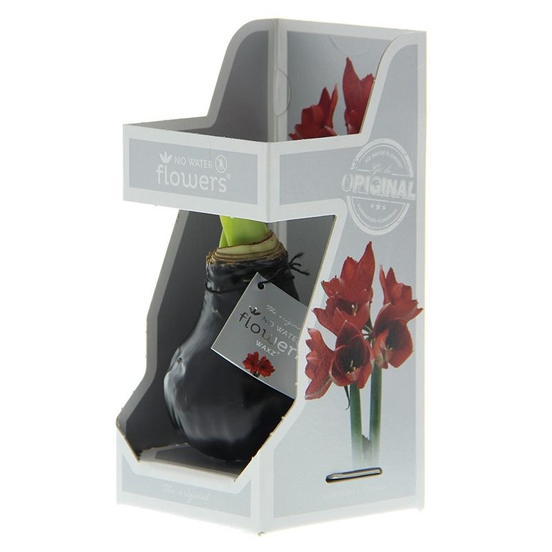 Amaryllis Wax Zwart in Giftbox