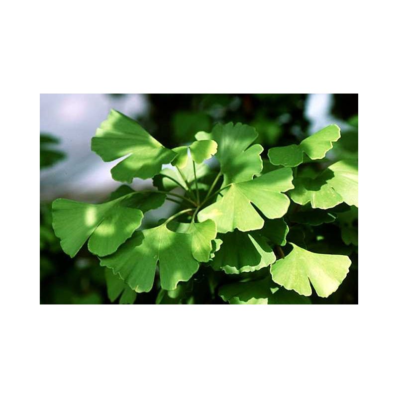 Ginkgo Biloba solitair