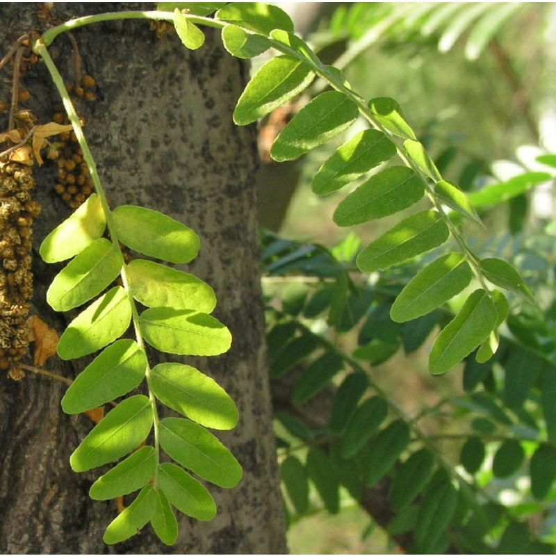 Gleditsia Triacanthos Inermis - meerstammig