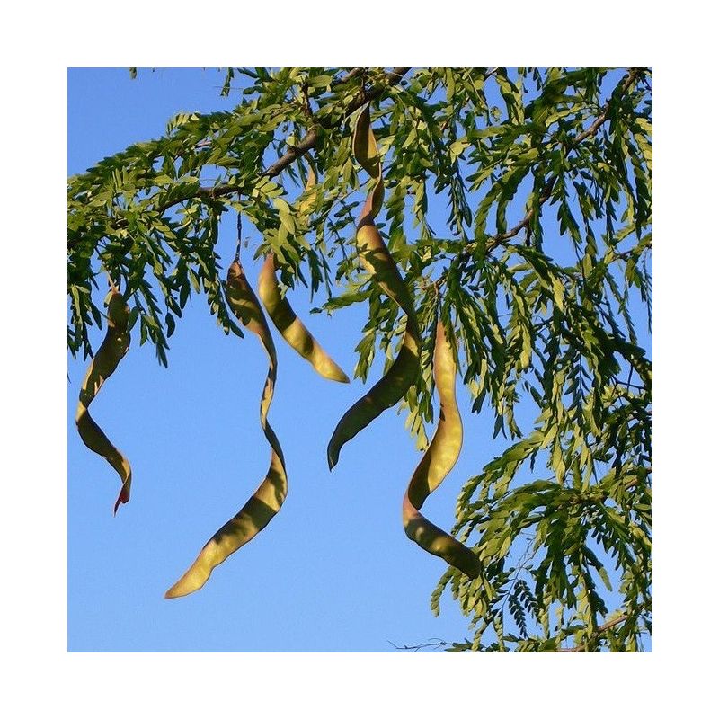 Gleditsia Triacanthos Inermis - meerstammig