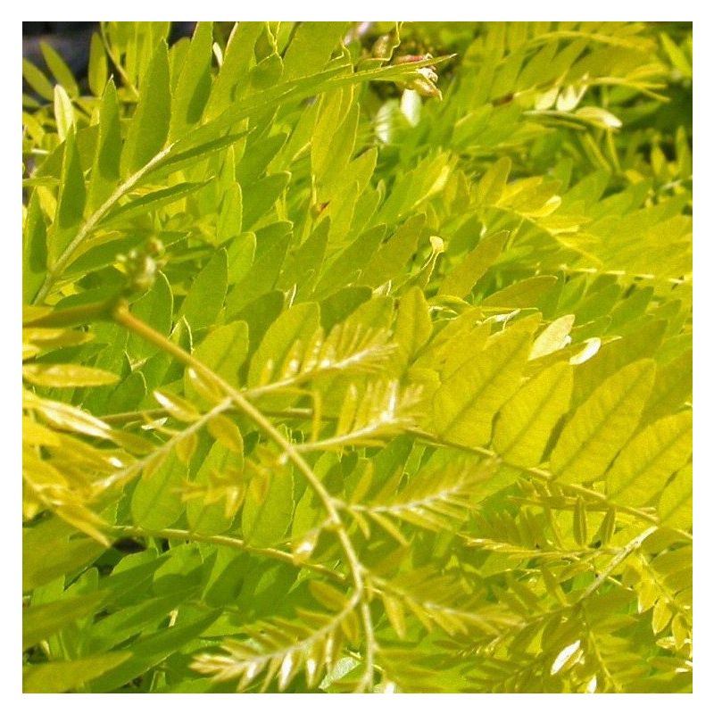 Gleditsia Triacanthos Sunburst