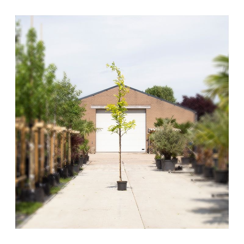 Gleditsia Triacanthos Sunburst