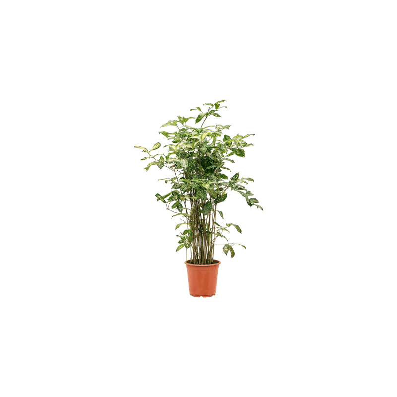 Dracaena godseffiana