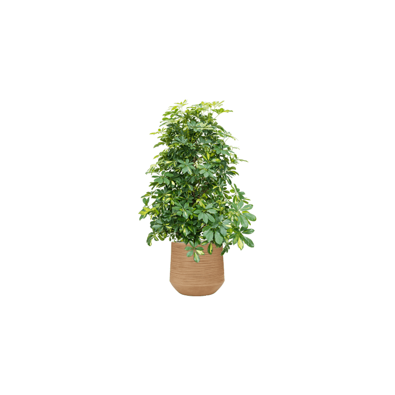 Schefflera Gold Capella vertakt