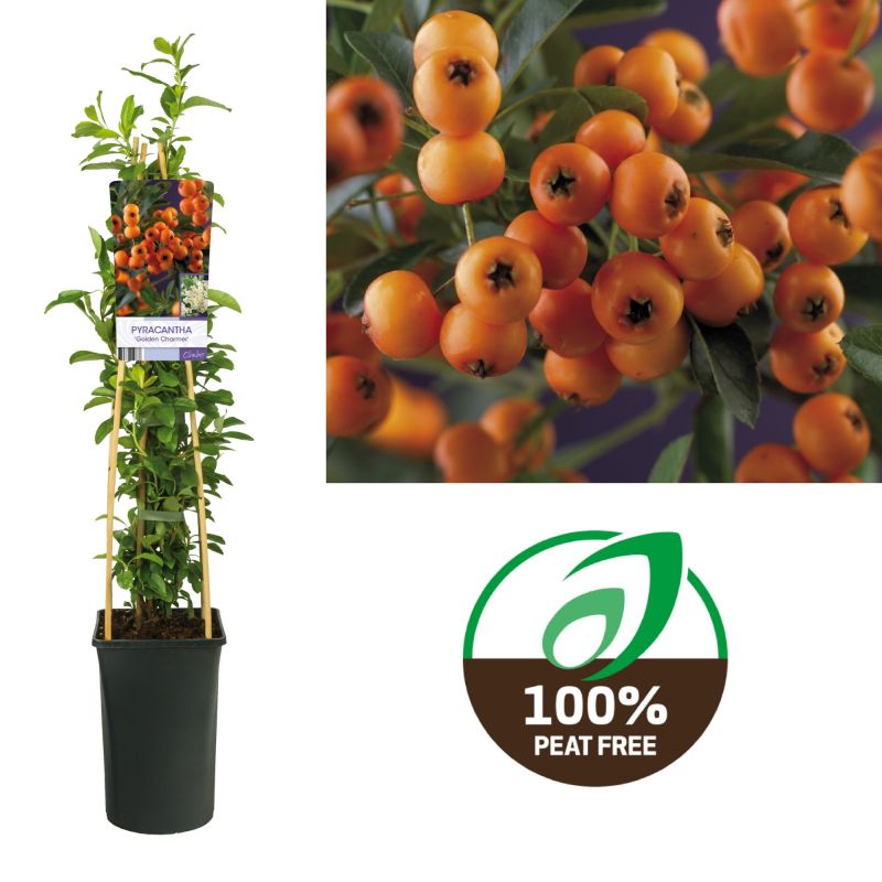 Pyracantha Golden Charmer