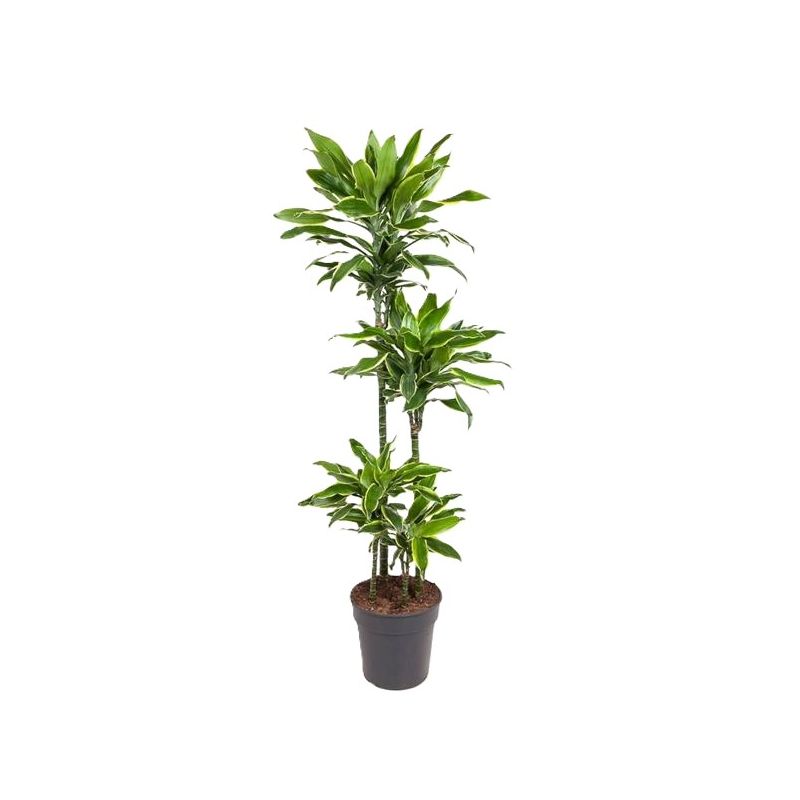 Dracaena Golden Coast 4-stam