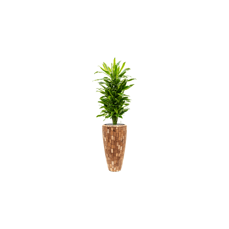 Dracaena Golden Coast vertakt