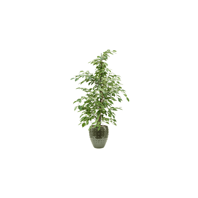 Ficus Benjamina Golden King 