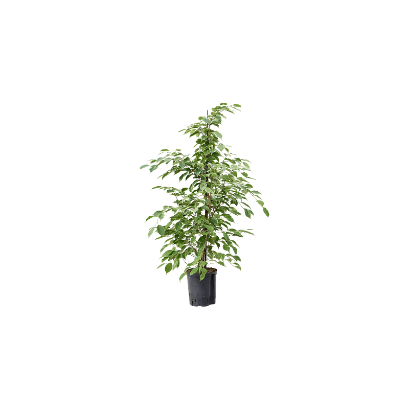 Ficus Benjamina Golden King 