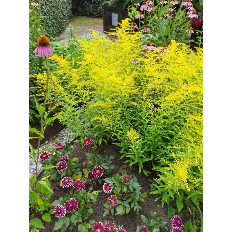 Solidago Golden Mosa - 6 stuks