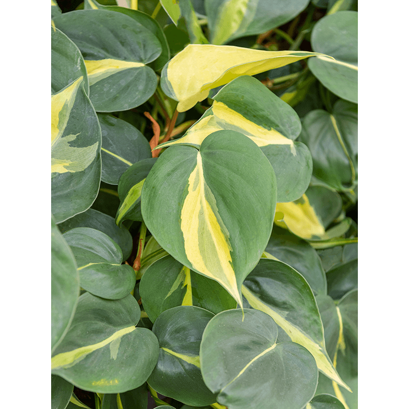  Philodendron Brasil in Baq Ease Antraciet