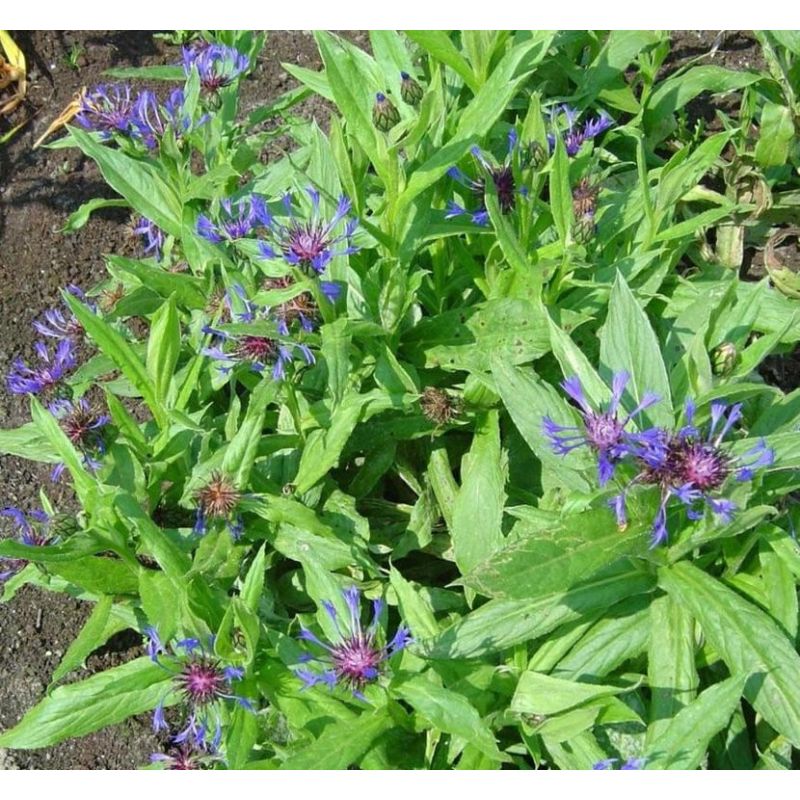 Centaurea Grandiflora - 6 stuks