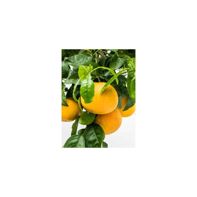 Citrus Grapefruit