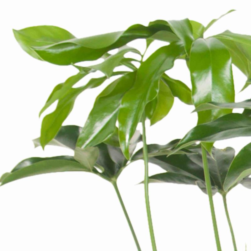 Philodendron Green Wonder