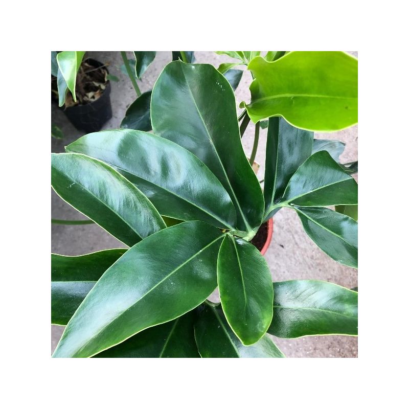 Philodendron Green Wonder