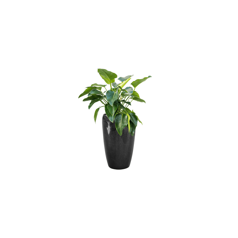 Philodendron Green Beauty