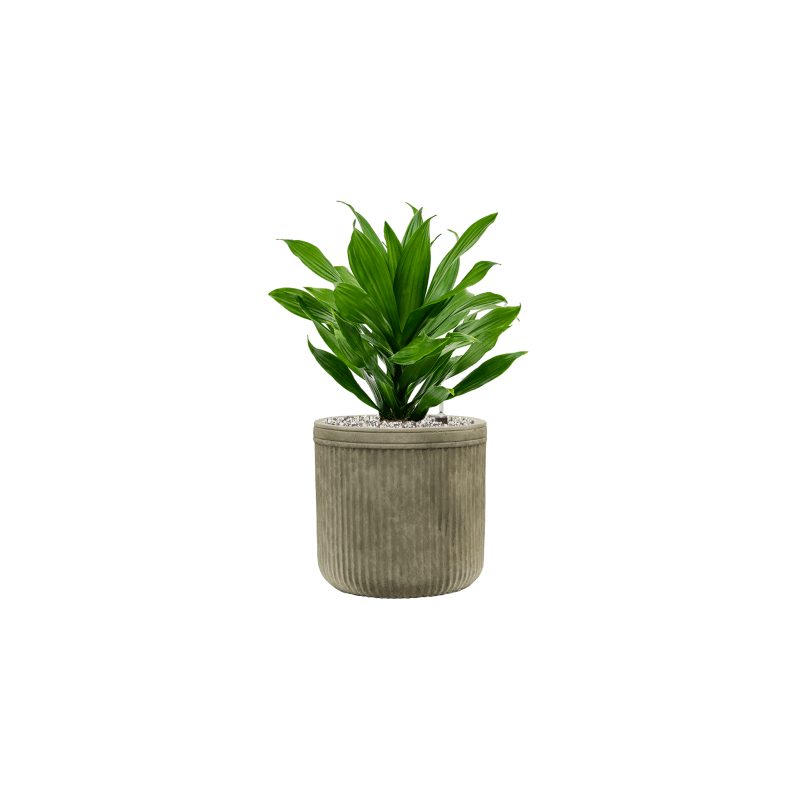 Dracaena Green Jewel