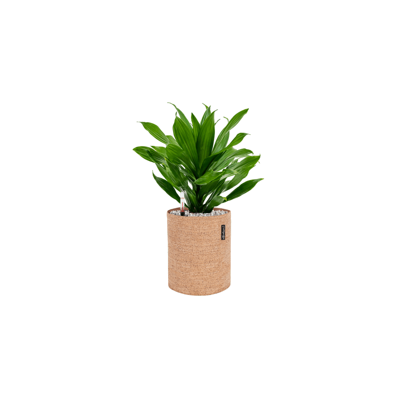 Dracaena Green Jewel