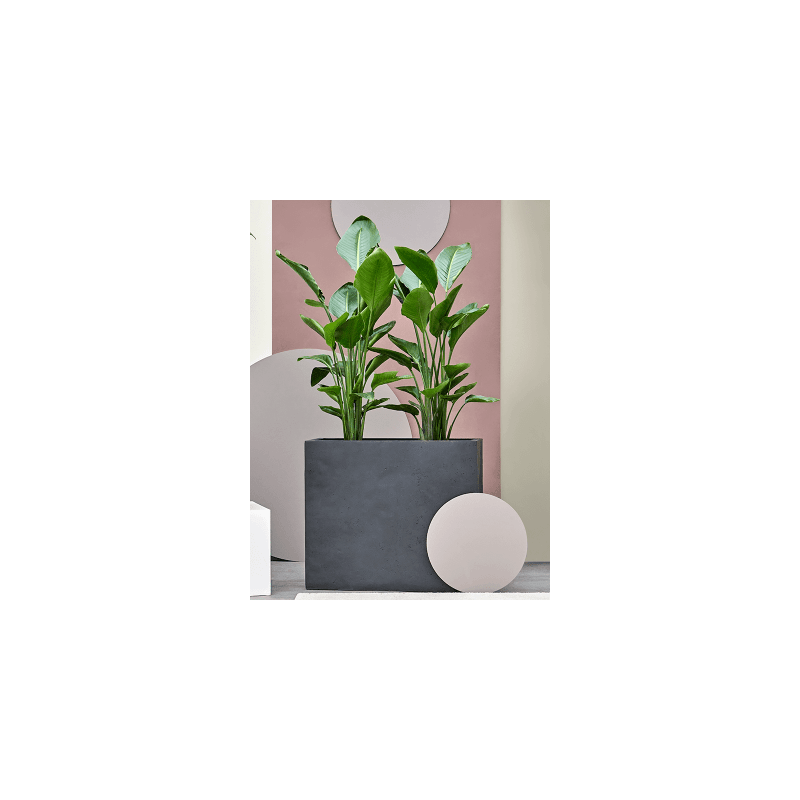 Grigio Divider Concrete Antraciet (met wielen)