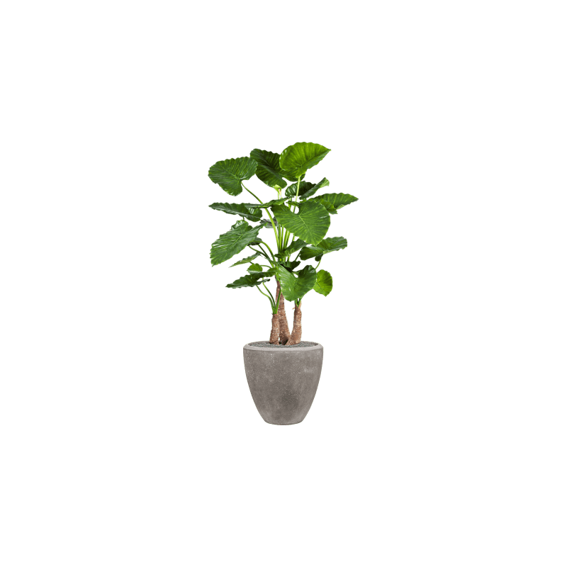 Alocasia Calidora in Polystone Couple Grijs - kunstplant