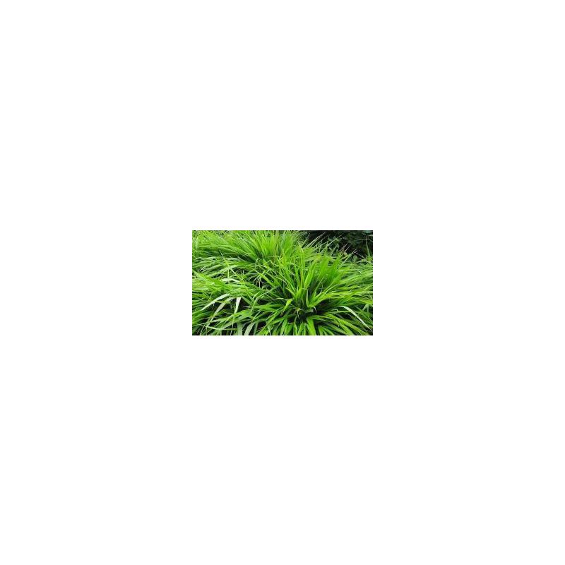 Hakonechloa macra - 6 stuks