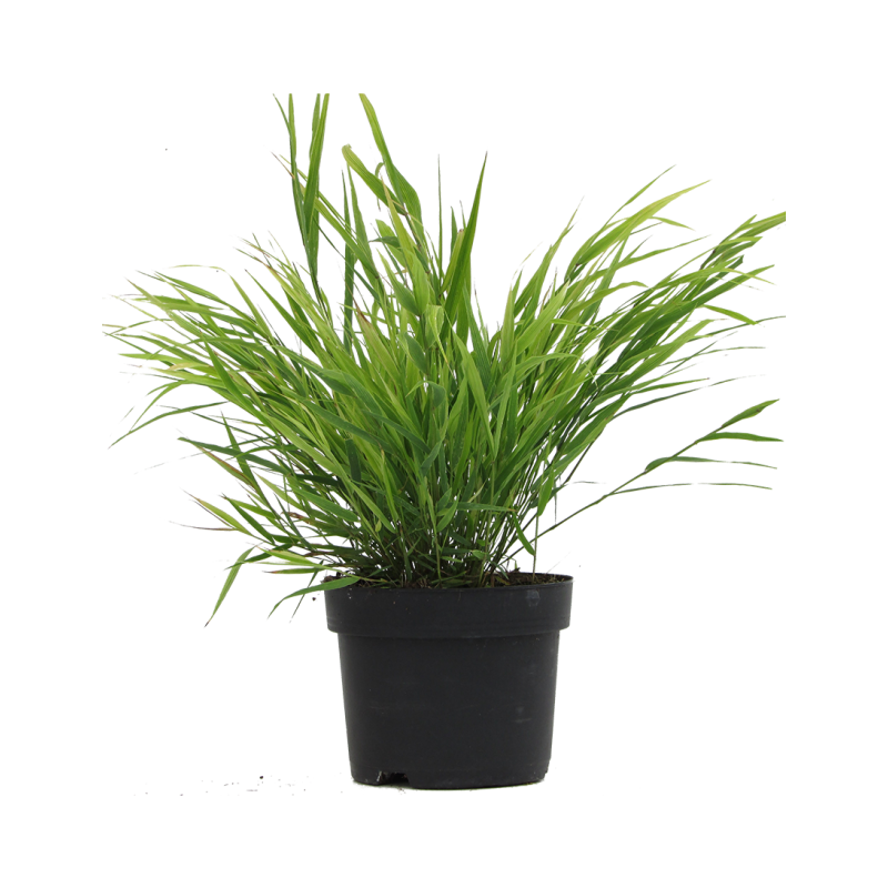 Hakonechloa macra - 6 stuks